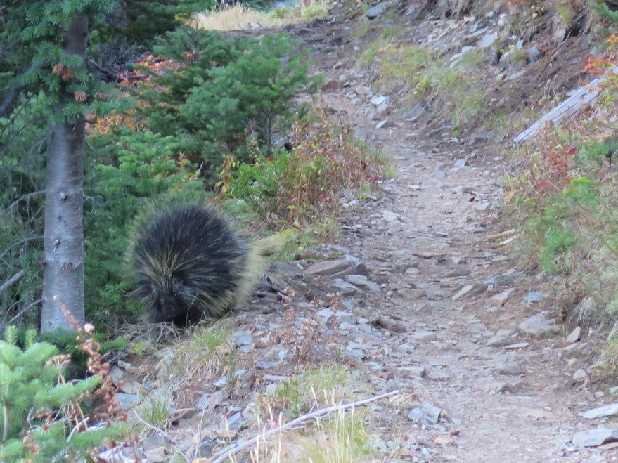 A porcupine in the trail!